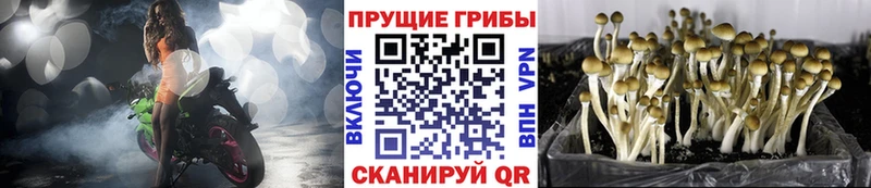 Галлюциногенные грибы Psilocybine cubensis  OMG как войти  Юрьевец 